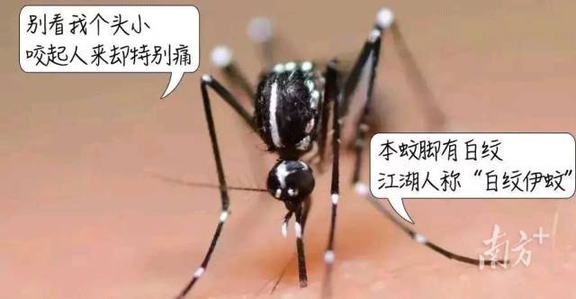 广东最新“蚊子地图”公布，这些地区登革热流行风险较高