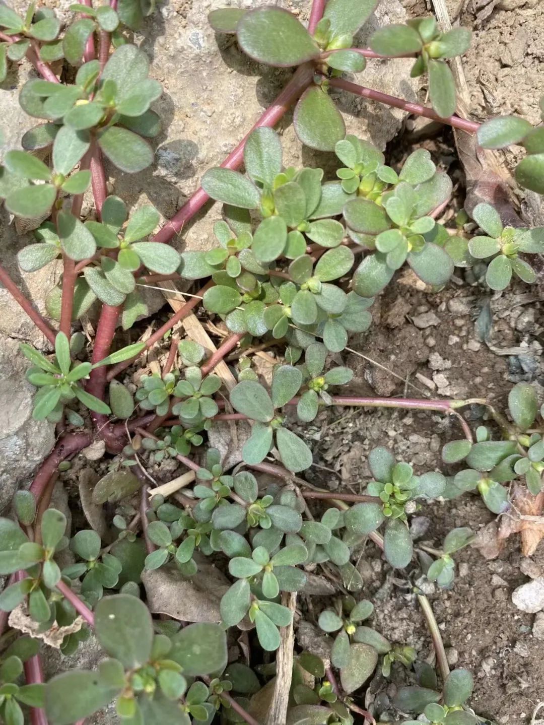 一盘马齿苋下肚肌酐飙升？春菜尝鲜应适量