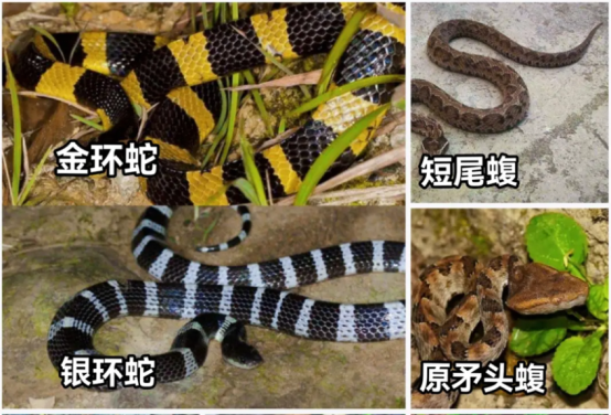 夏日蛇虫出没，意外咬伤如何处理？